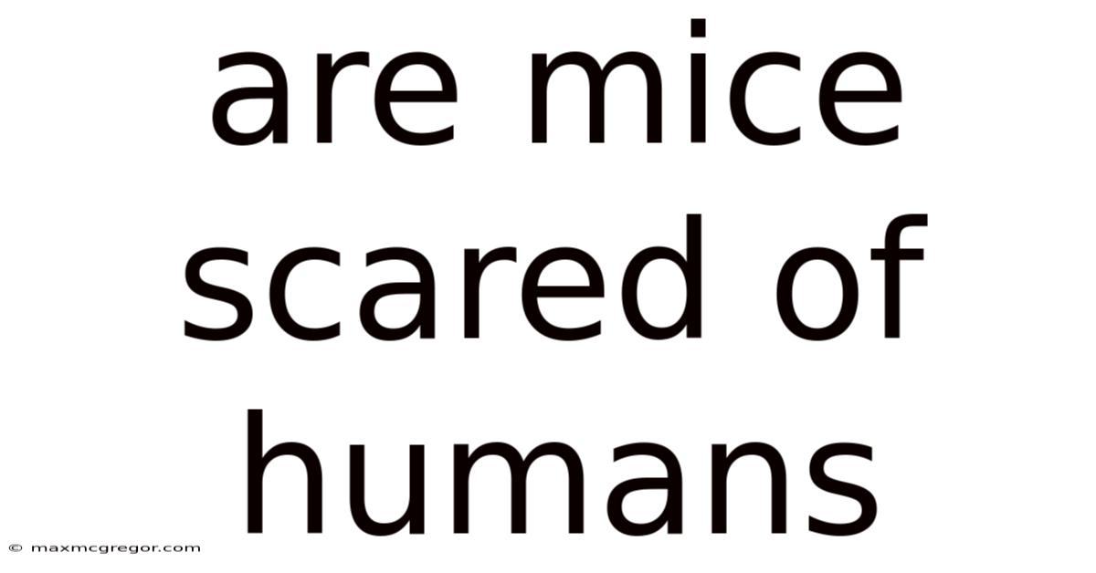 Are Mice Scared Of Humans