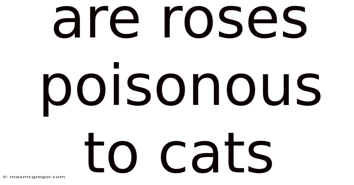 Are Roses Poisonous To Cats