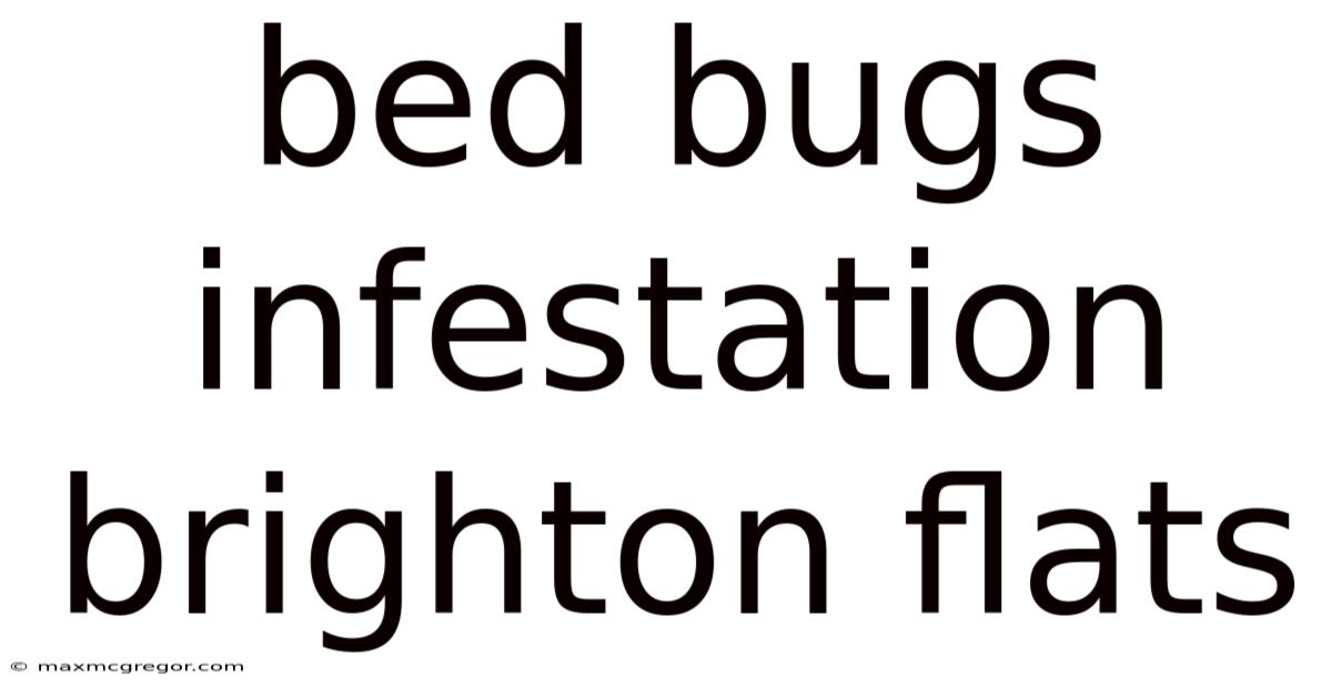 Bed Bugs Infestation Brighton Flats