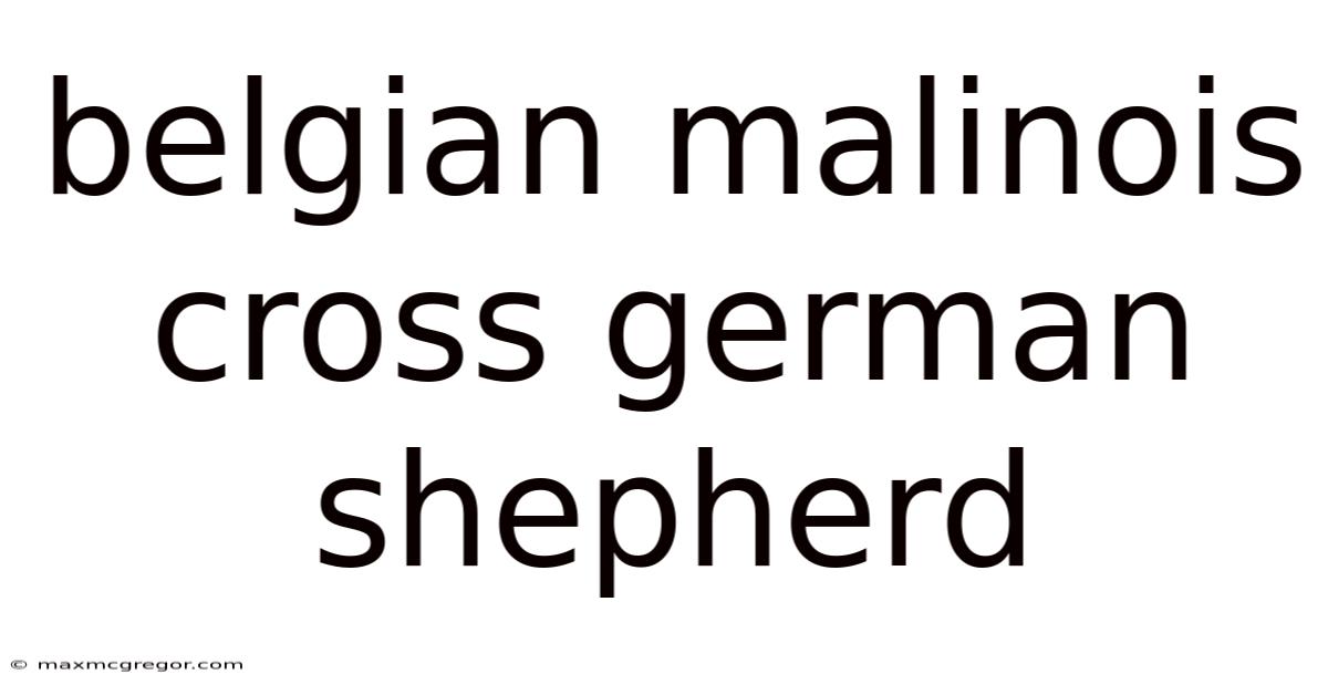 Belgian Malinois Cross German Shepherd