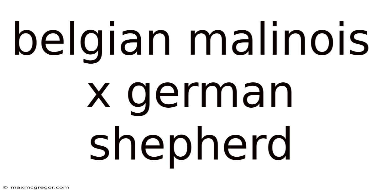 Belgian Malinois X German Shepherd