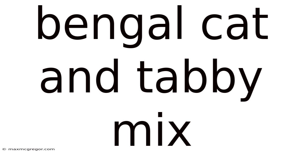 Bengal Cat And Tabby Mix