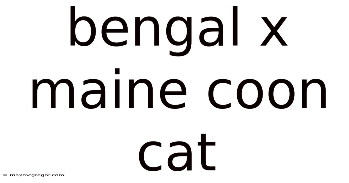 Bengal X Maine Coon Cat