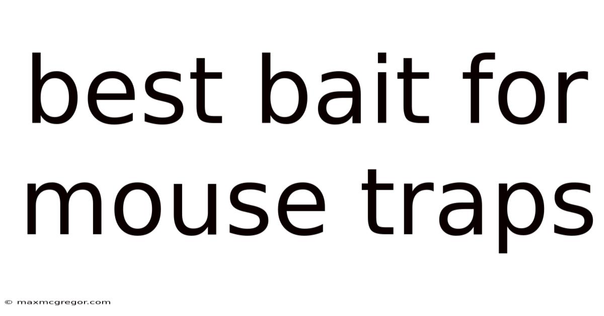 Best Bait For Mouse Traps