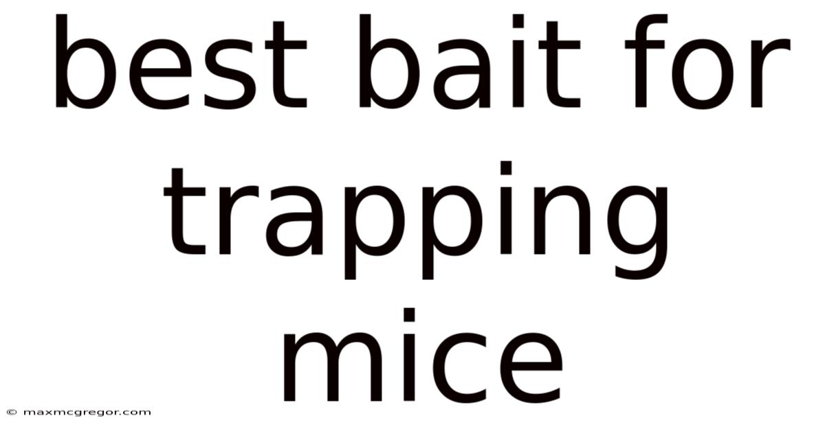 Best Bait For Trapping Mice