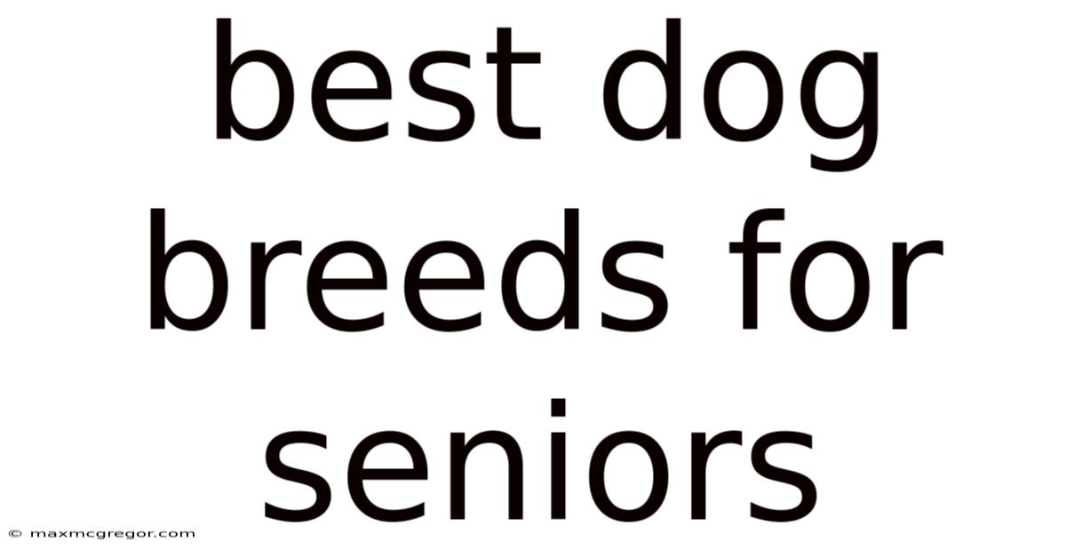 Best Dog Breeds For Seniors