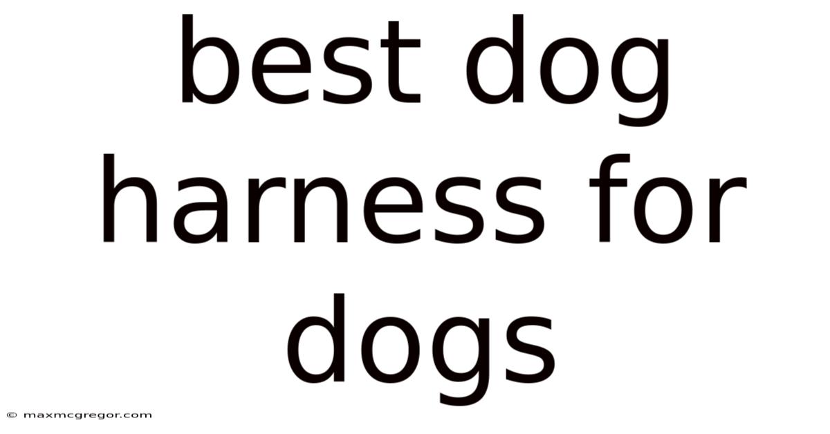 Best Dog Harness For Dogs