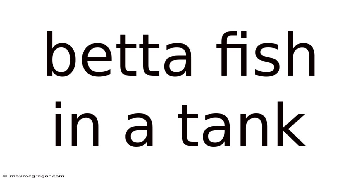 Betta Fish In A Tank