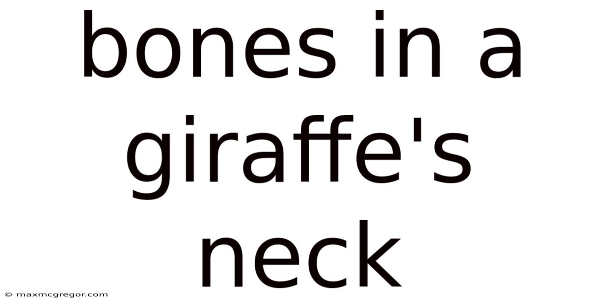 Bones In A Giraffe's Neck