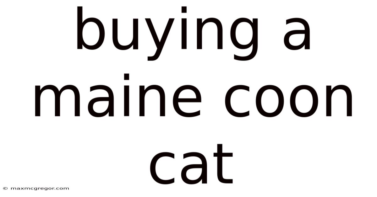 Buying A Maine Coon Cat
