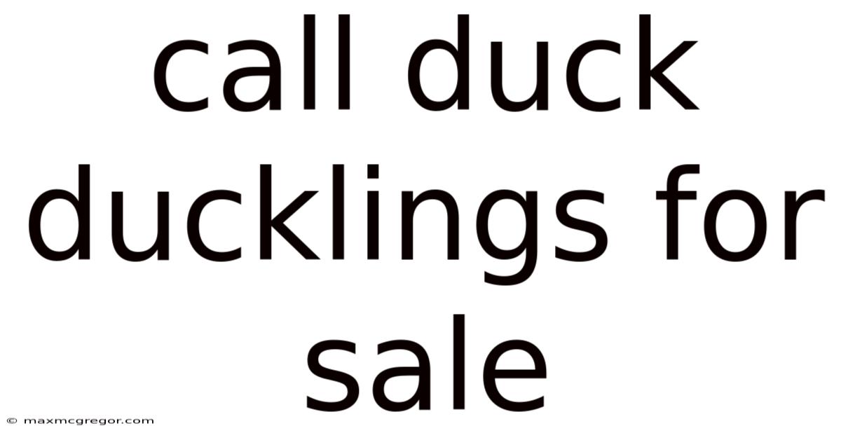 Call Duck Ducklings For Sale