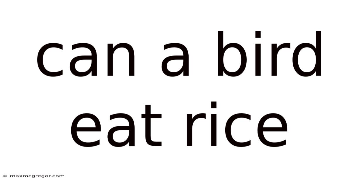 Can A Bird Eat Rice