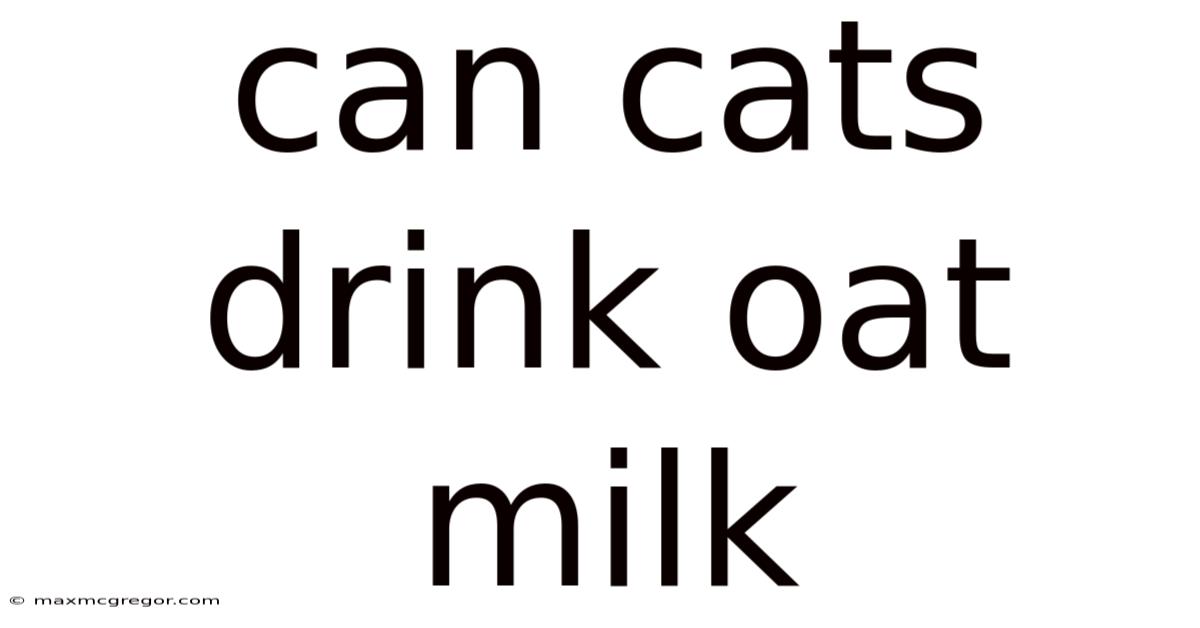 Can Cats Drink Oat Milk