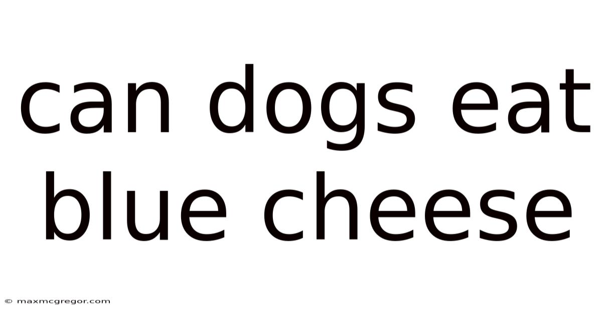 Can Dogs Eat Blue Cheese