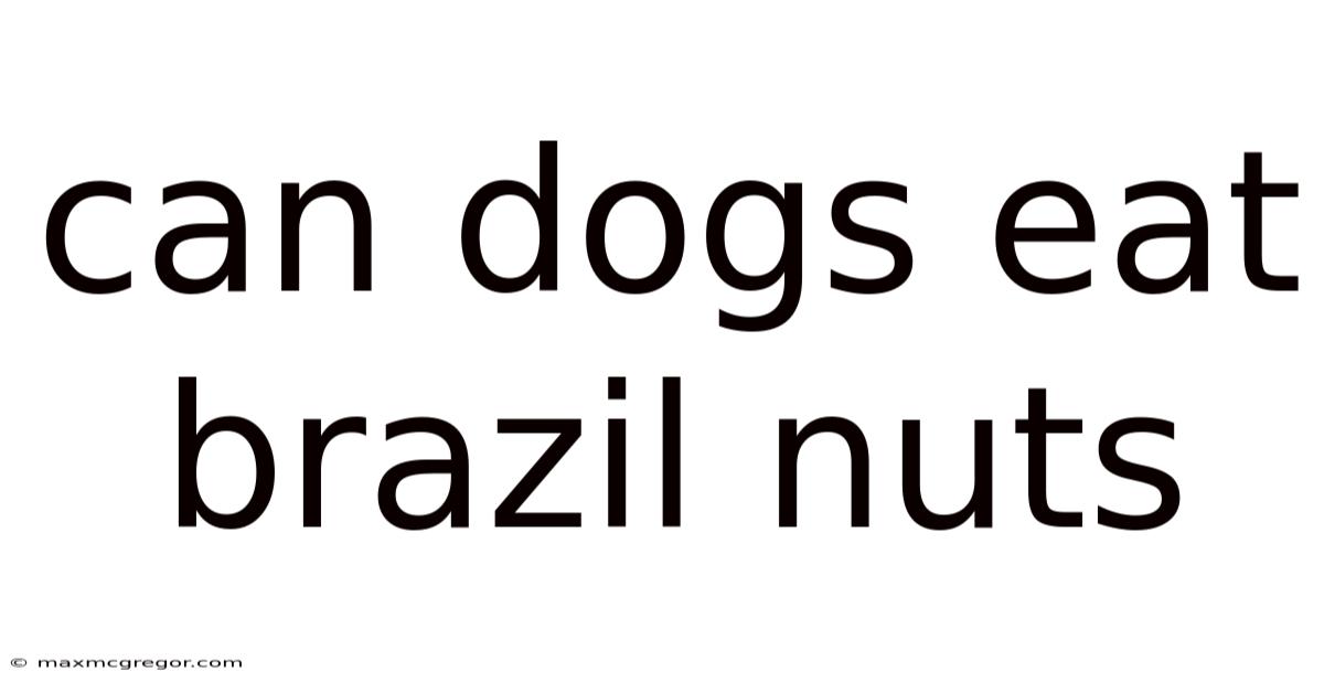 Can Dogs Eat Brazil Nuts