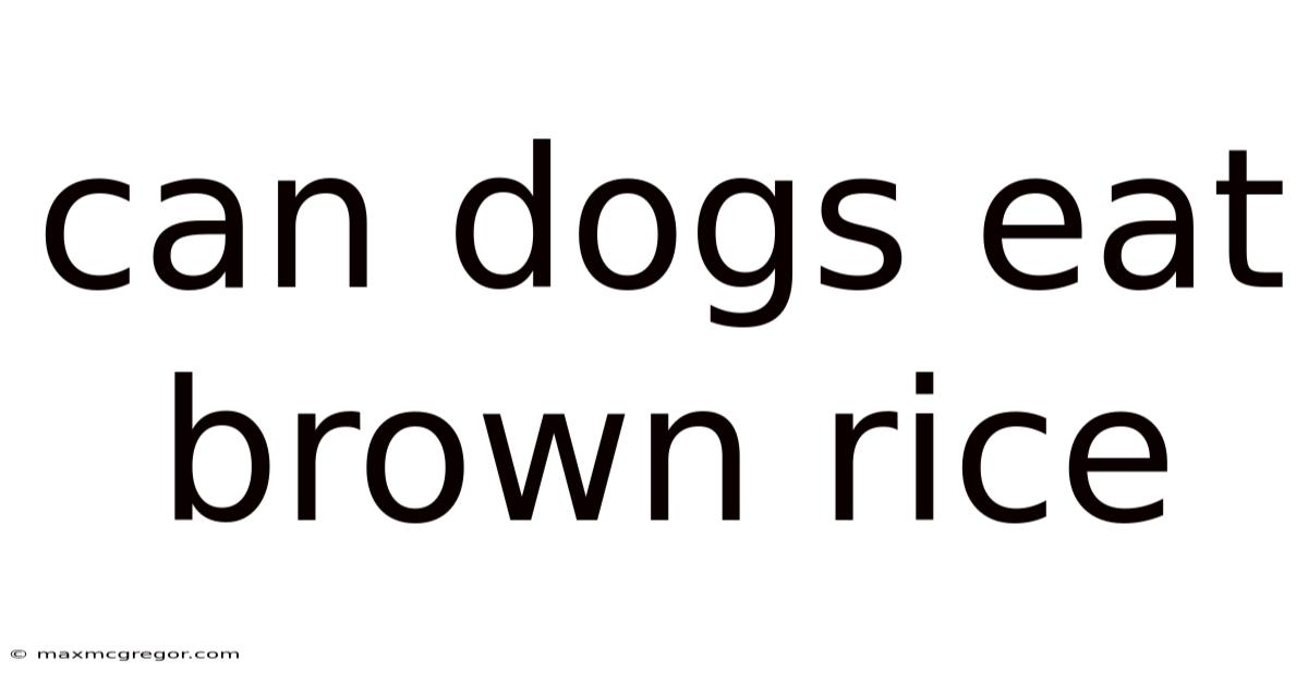 Can Dogs Eat Brown Rice