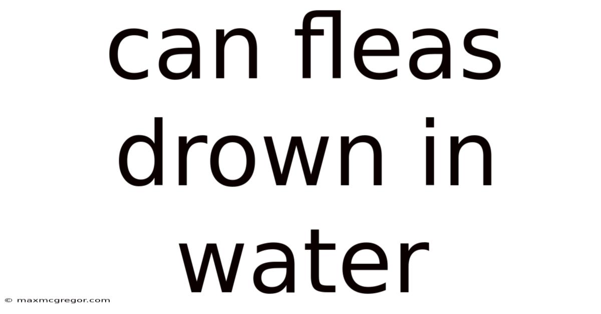 Can Fleas Drown In Water