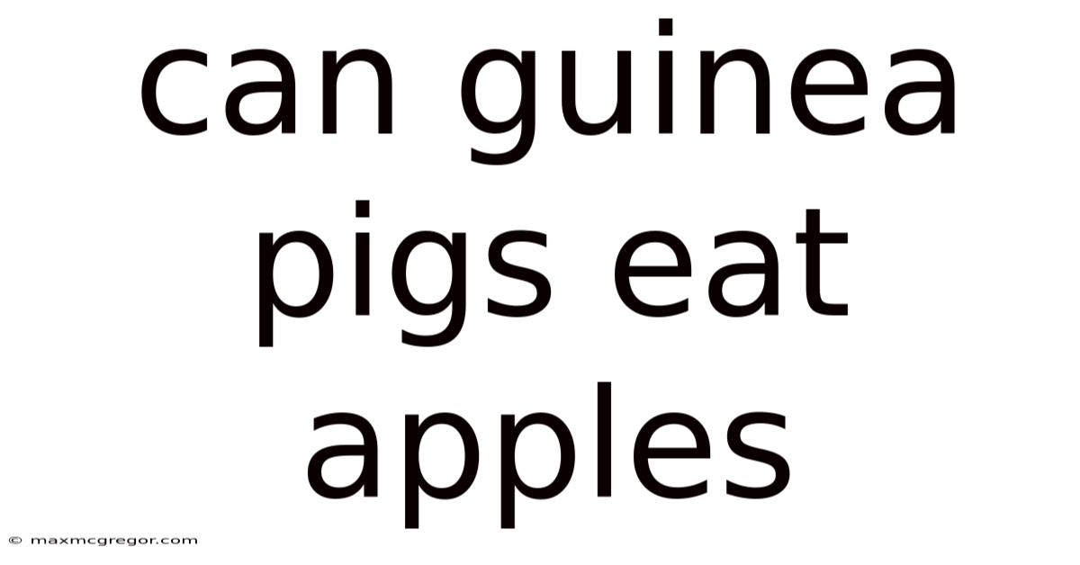 Can Guinea Pigs Eat Apples