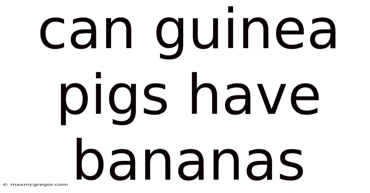 Can Guinea Pigs Have Bananas