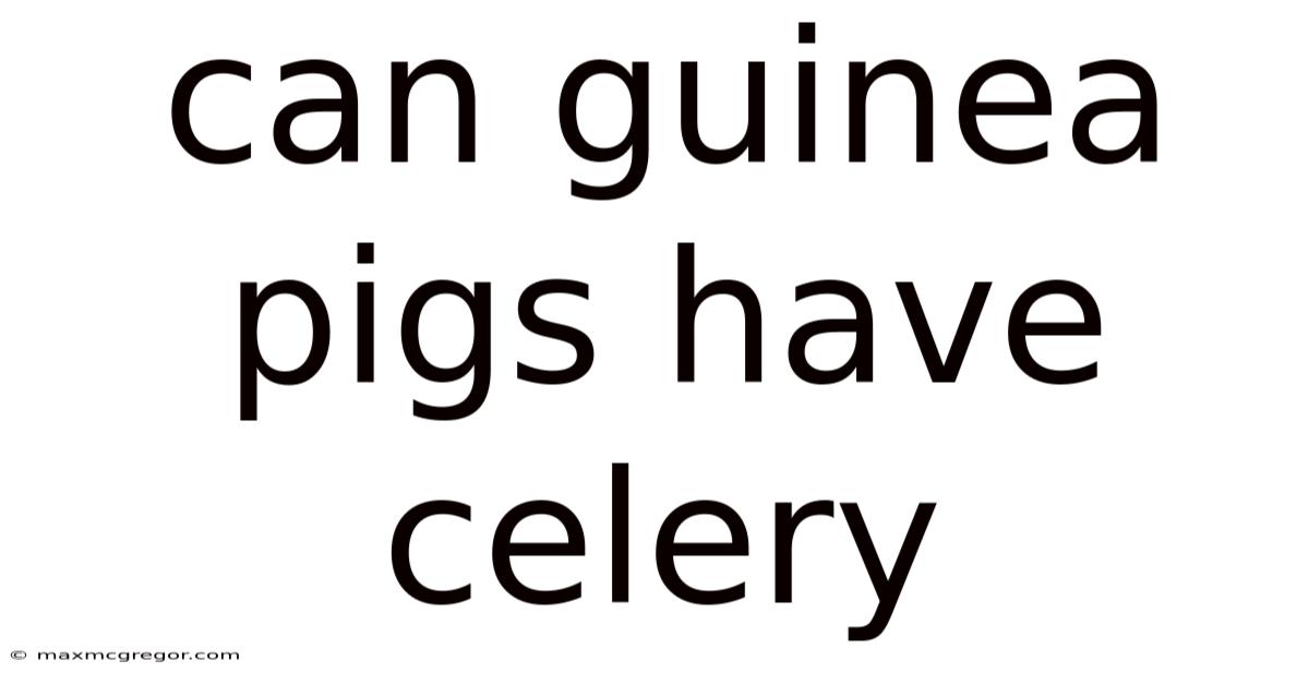Can Guinea Pigs Have Celery