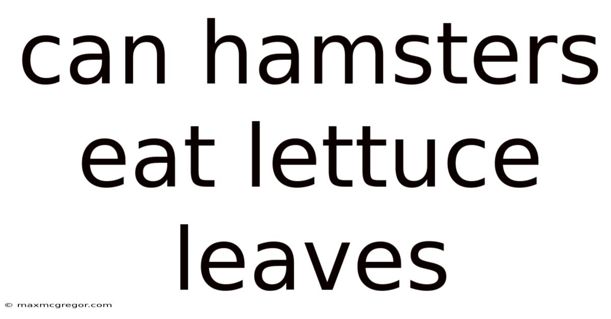 Can Hamsters Eat Lettuce Leaves