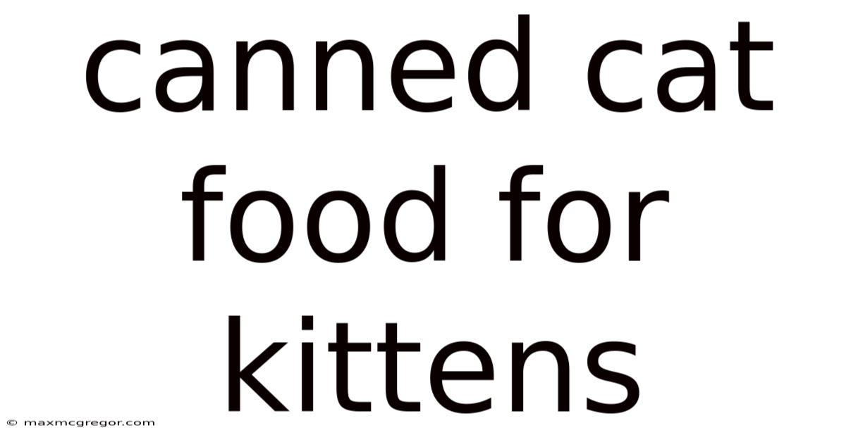 Canned Cat Food For Kittens