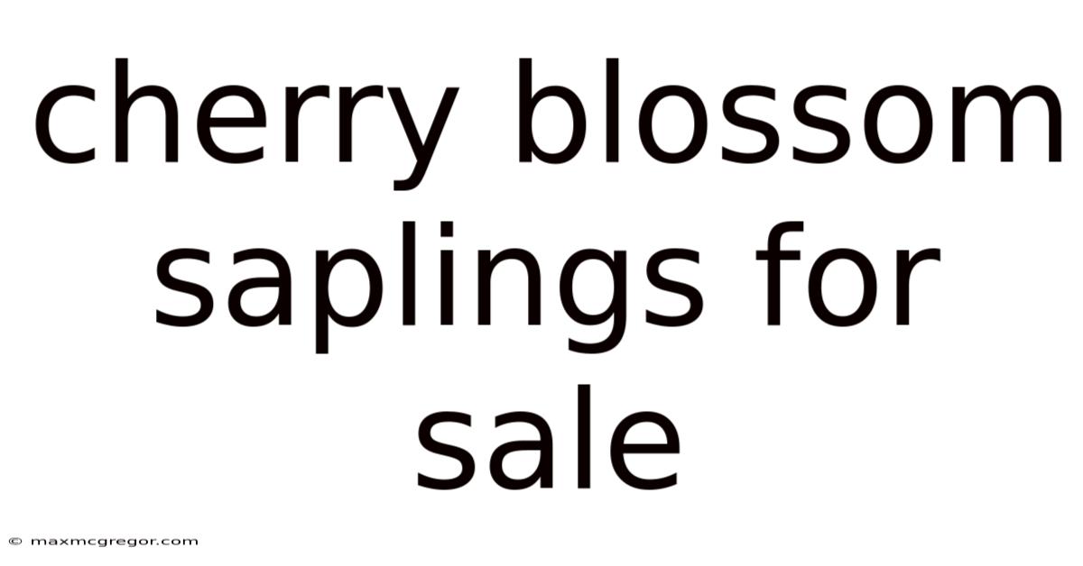 Cherry Blossom Saplings For Sale