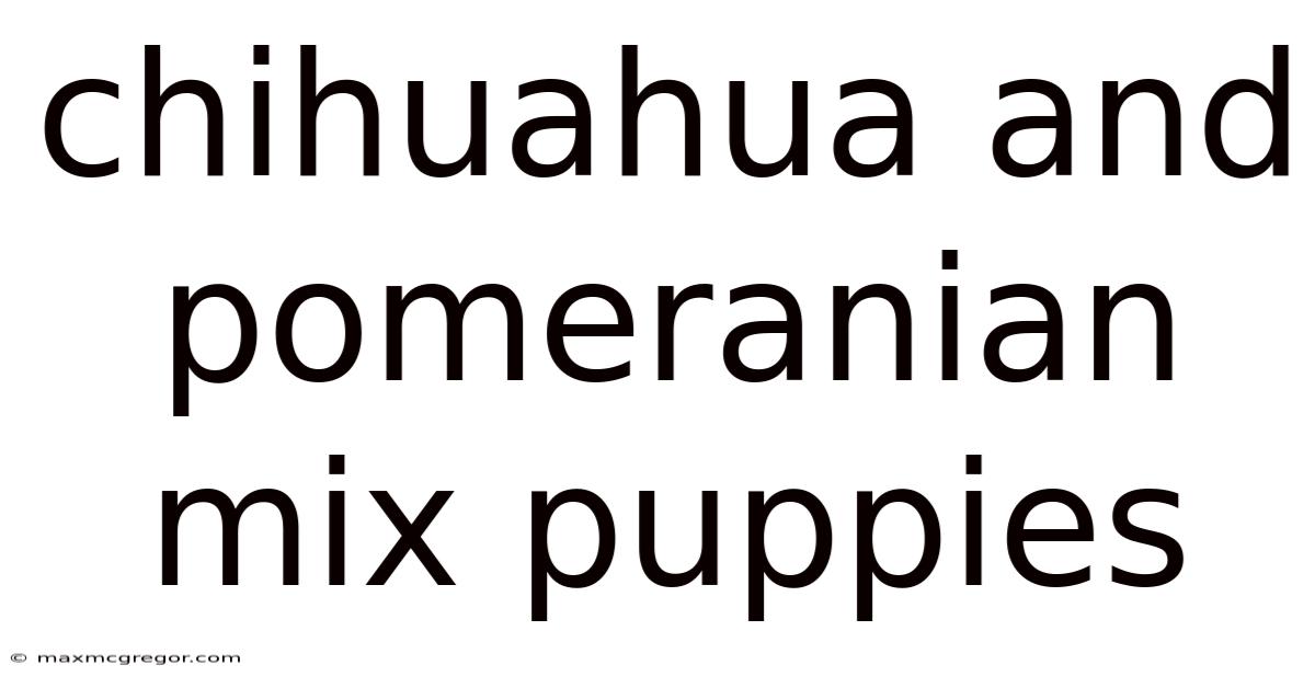 Chihuahua And Pomeranian Mix Puppies