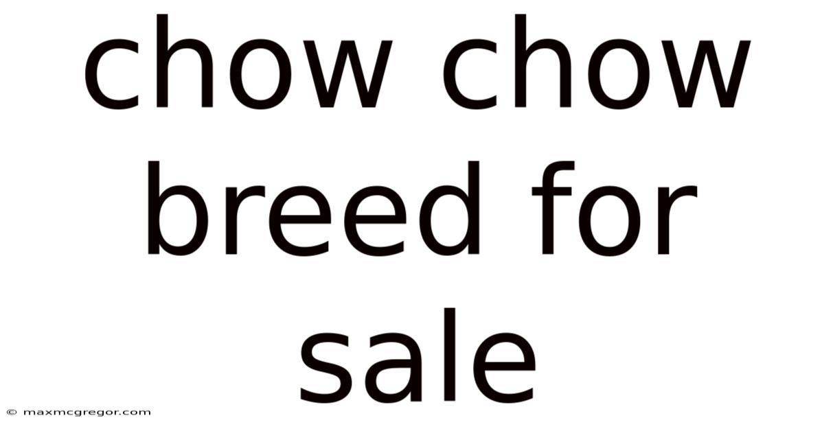 Chow Chow Breed For Sale