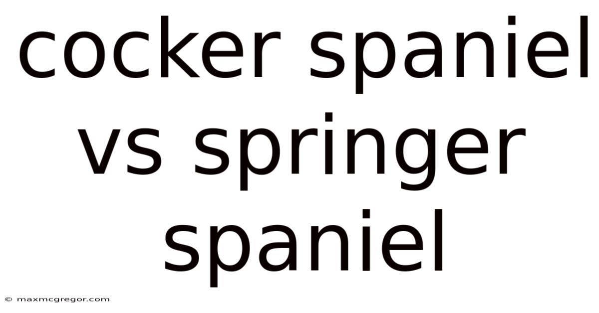 Cocker Spaniel Vs Springer Spaniel