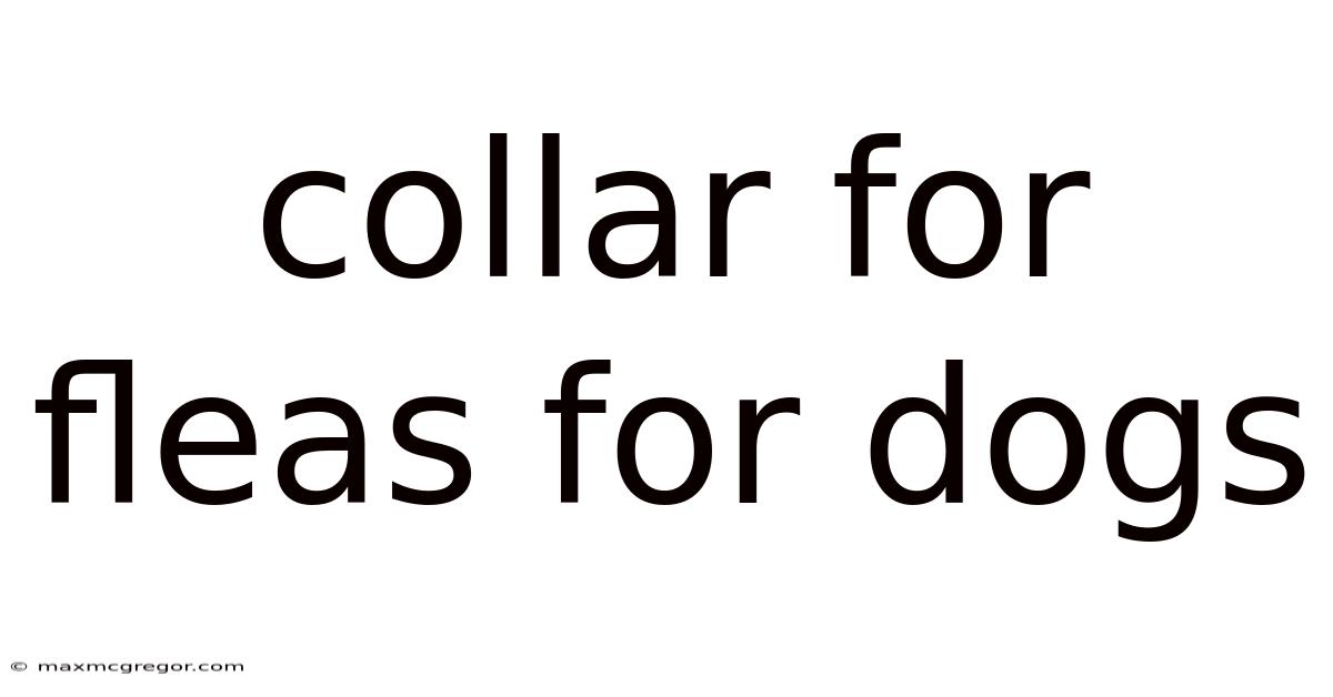 Collar For Fleas For Dogs