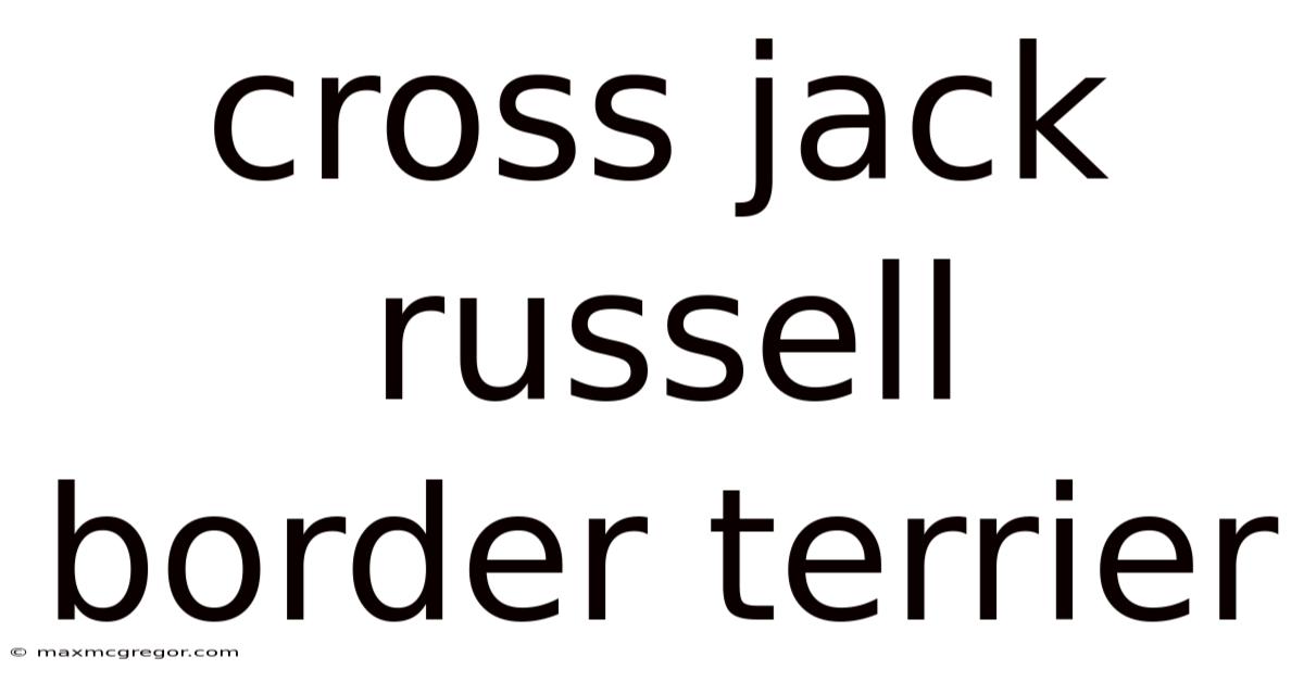 Cross Jack Russell Border Terrier