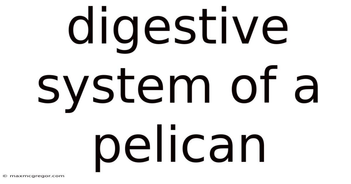 Digestive System Of A Pelican