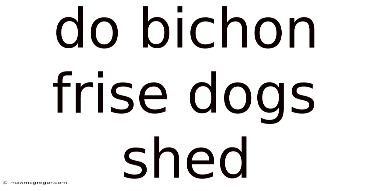 Do Bichon Frise Dogs Shed