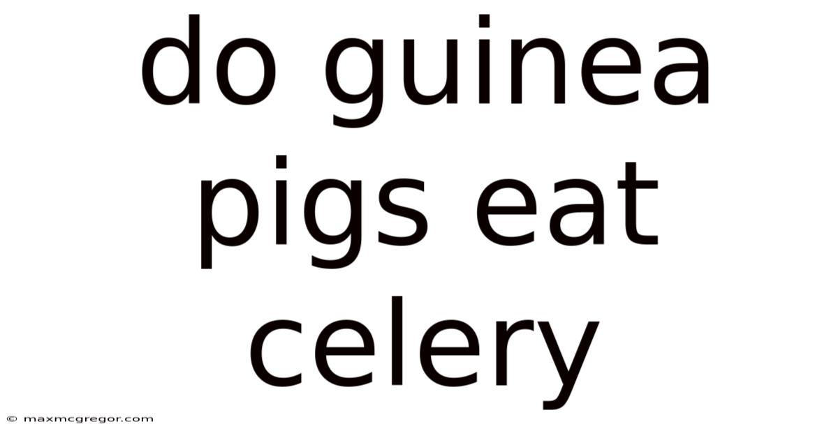 Do Guinea Pigs Eat Celery