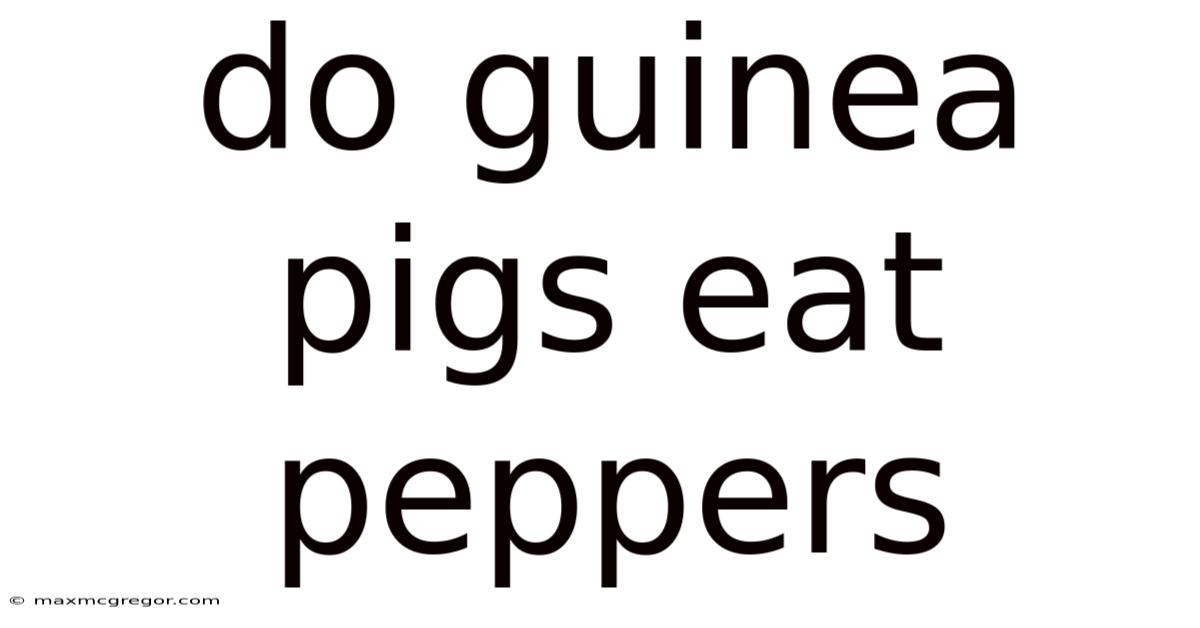 Do Guinea Pigs Eat Peppers