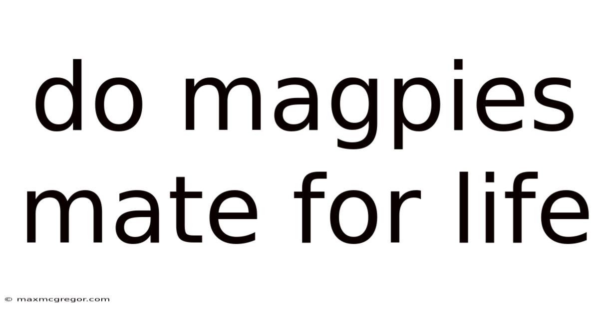 Do Magpies Mate For Life
