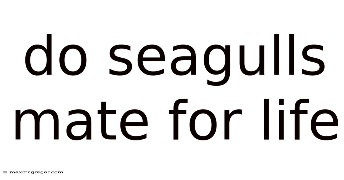 Do Seagulls Mate For Life