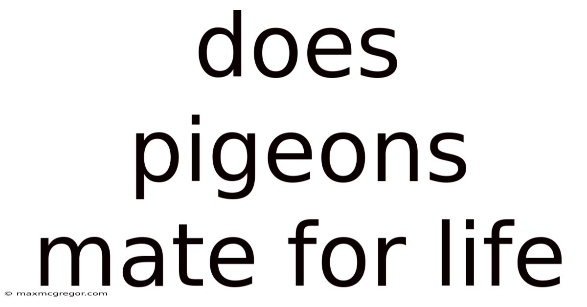 Does Pigeons Mate For Life
