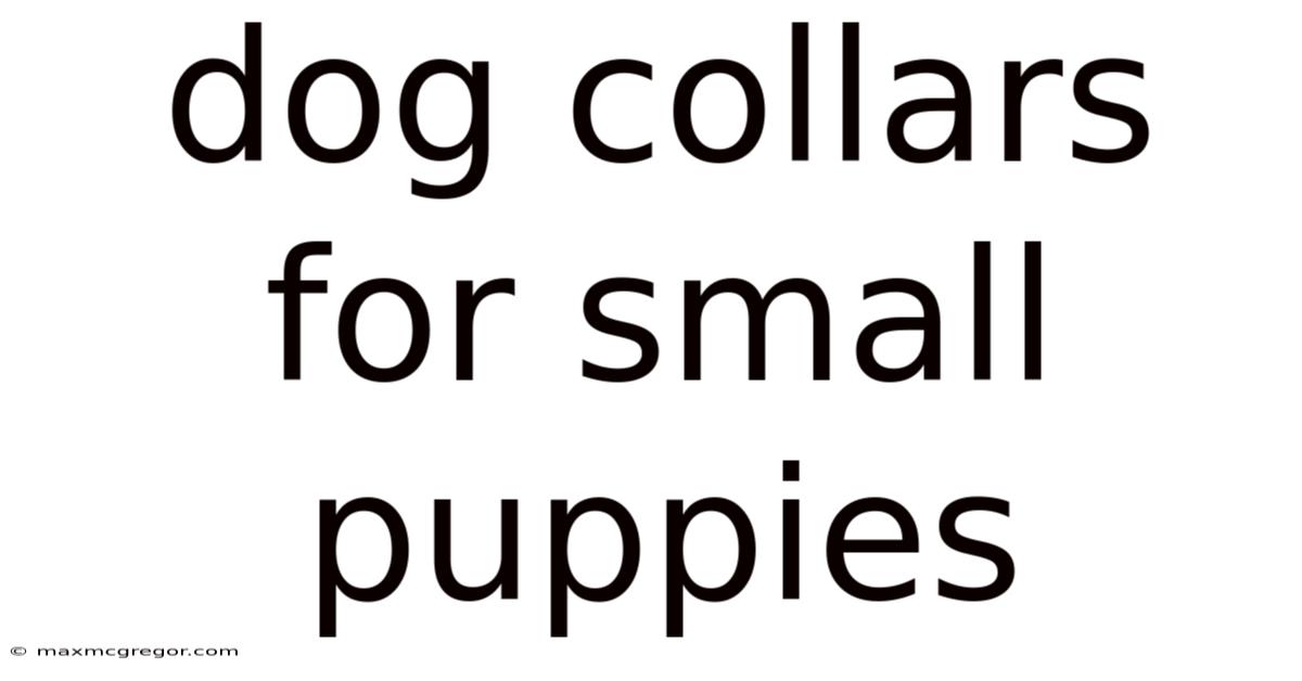 Dog Collars For Small Puppies