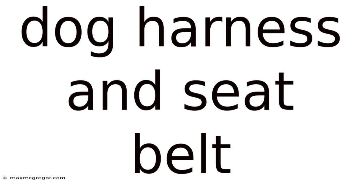 Dog Harness And Seat Belt