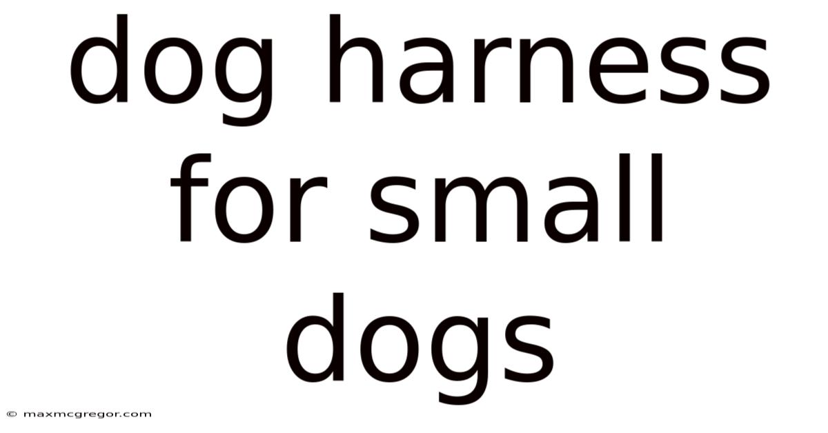 Dog Harness For Small Dogs