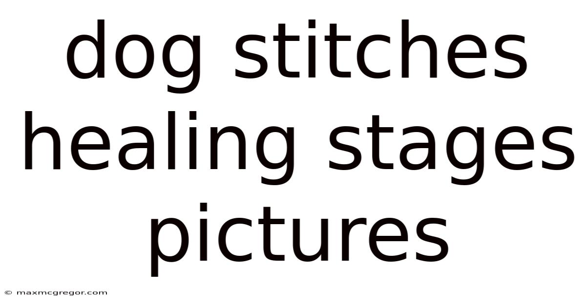 Dog Stitches Healing Stages Pictures