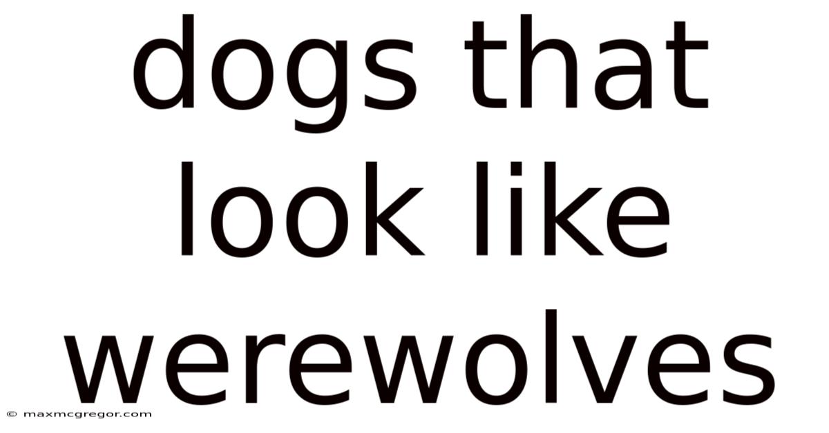 Dogs That Look Like Werewolves