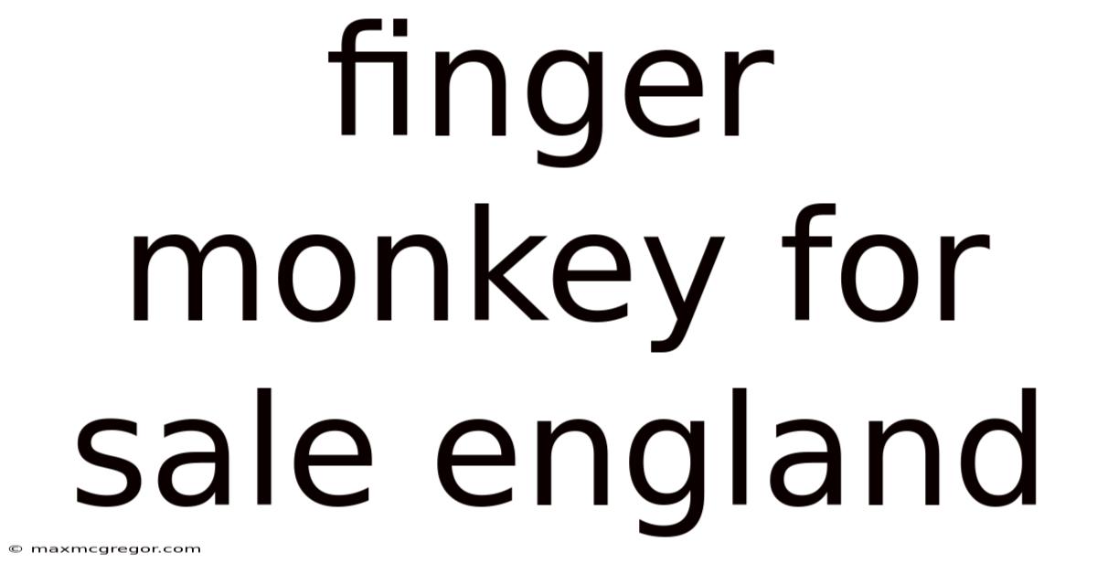 Finger Monkey For Sale England