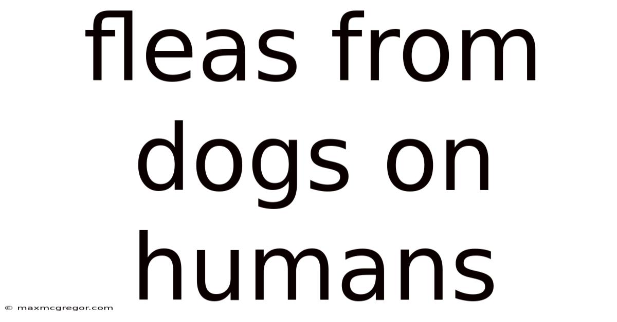 Fleas From Dogs On Humans