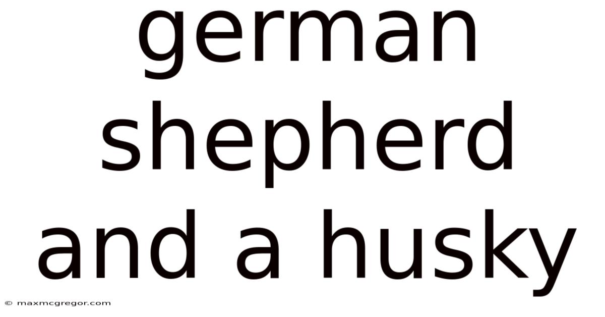 German Shepherd And A Husky