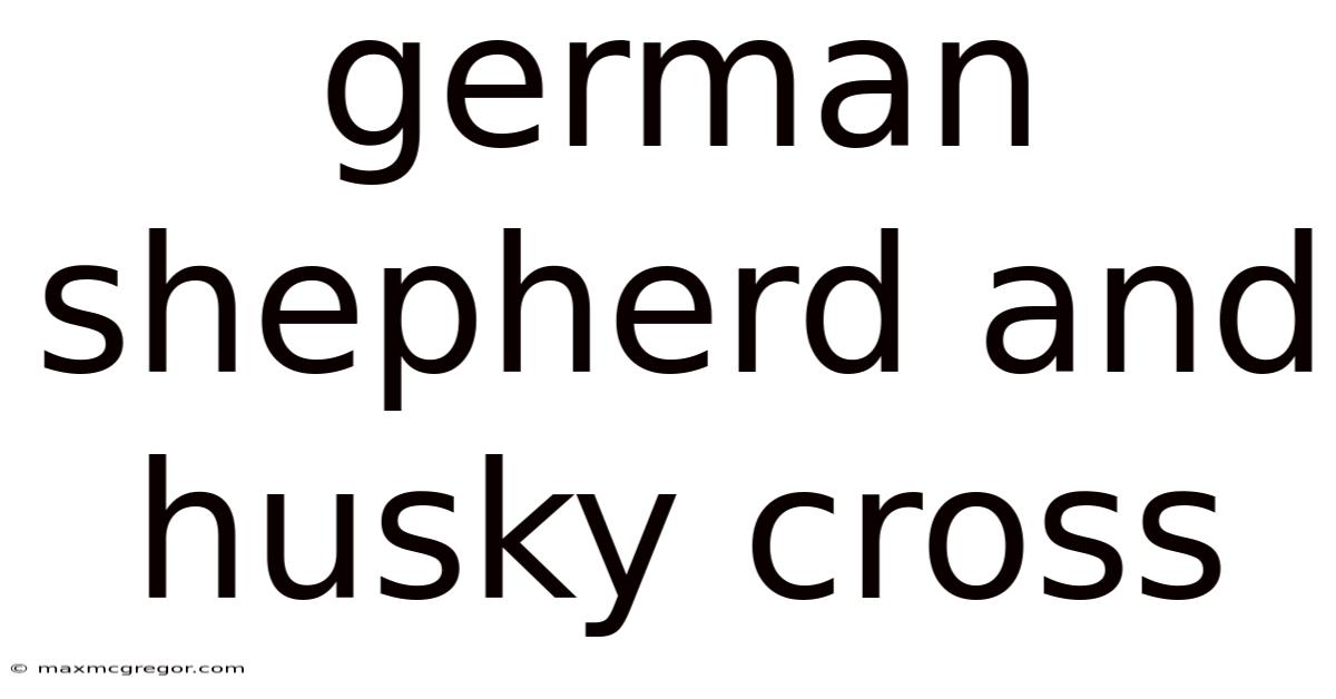 German Shepherd And Husky Cross