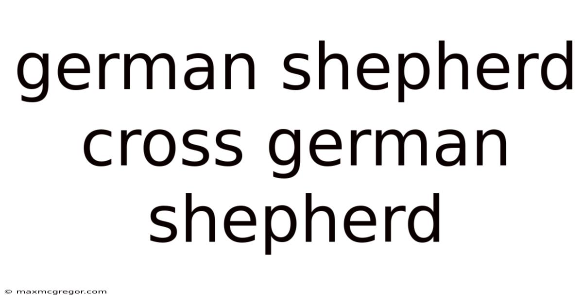 German Shepherd Cross German Shepherd