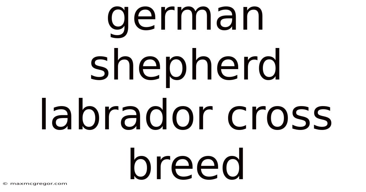 German Shepherd Labrador Cross Breed